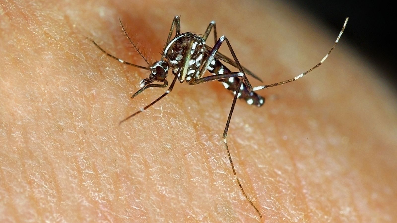 El mosquito tigre es una especie invasora que procede de Asia.