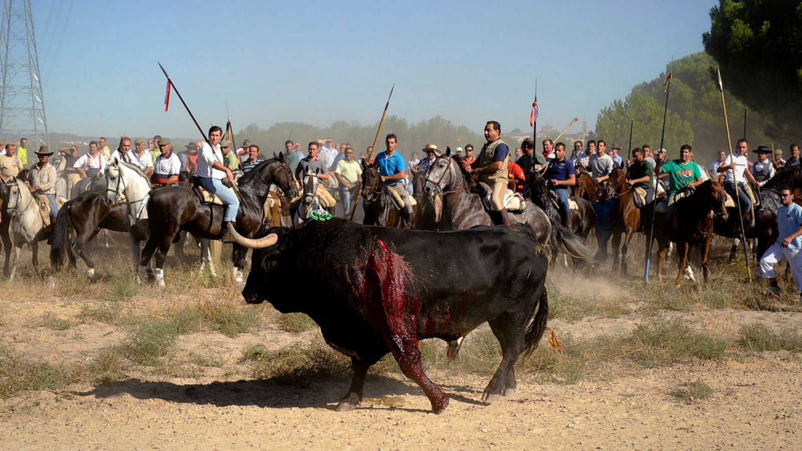 Fotografía facilitada por el Partido Animalista Contra el maltrato Animal (PACMA) de la fiesta del Toro de la Vega en Tordesillas.