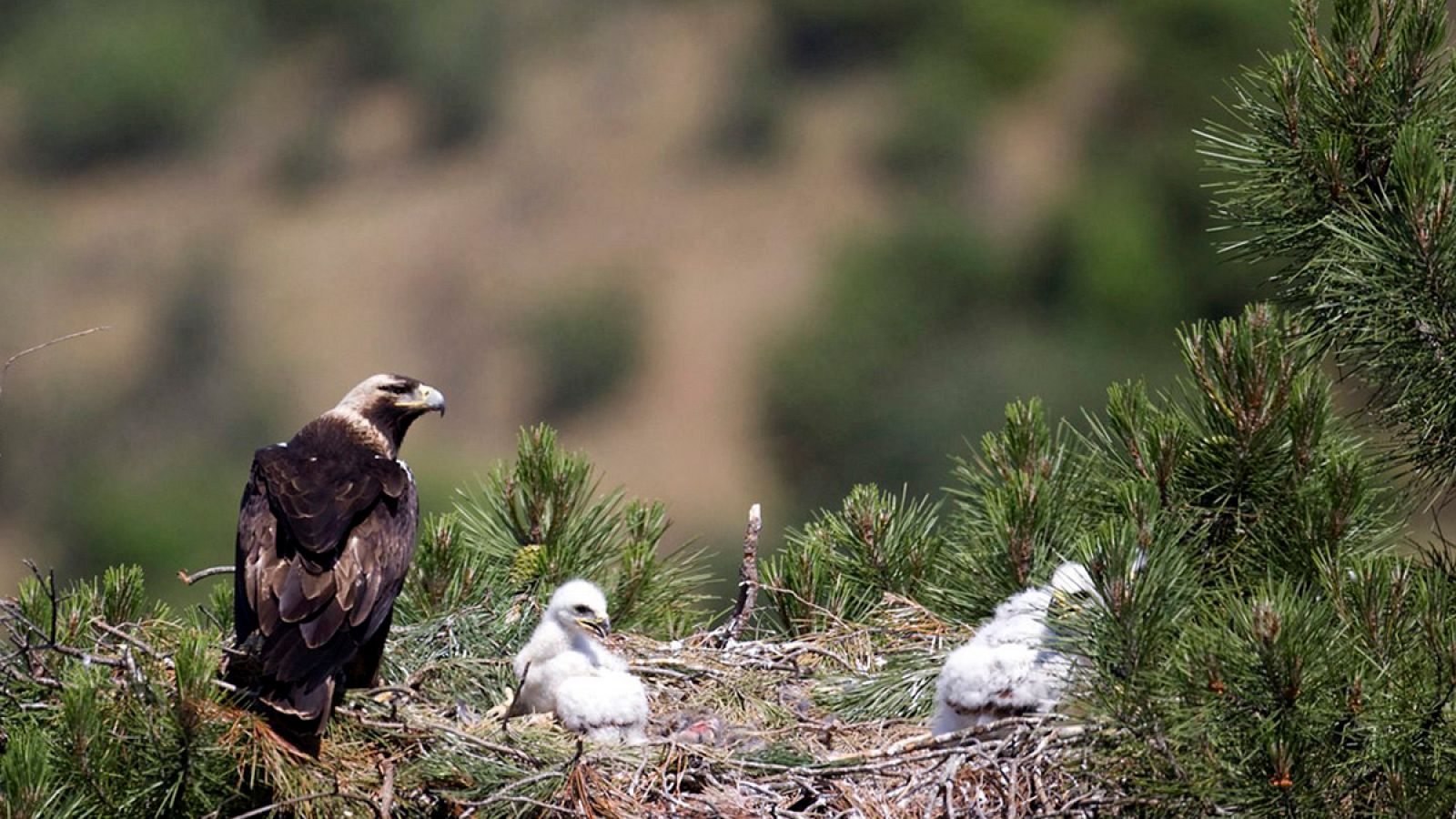 Imagen de archivo de un águila imperial ibérica con dos pollos en Doñana.