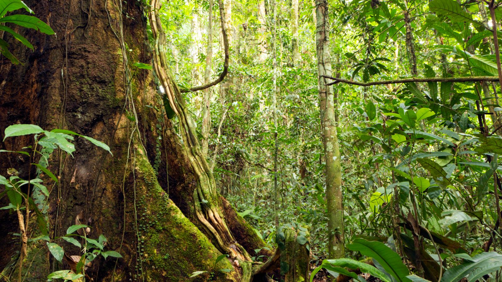 La selva del Amazonas alberga más tipos diferentes de árboles que ninguna otra parte del mundo.