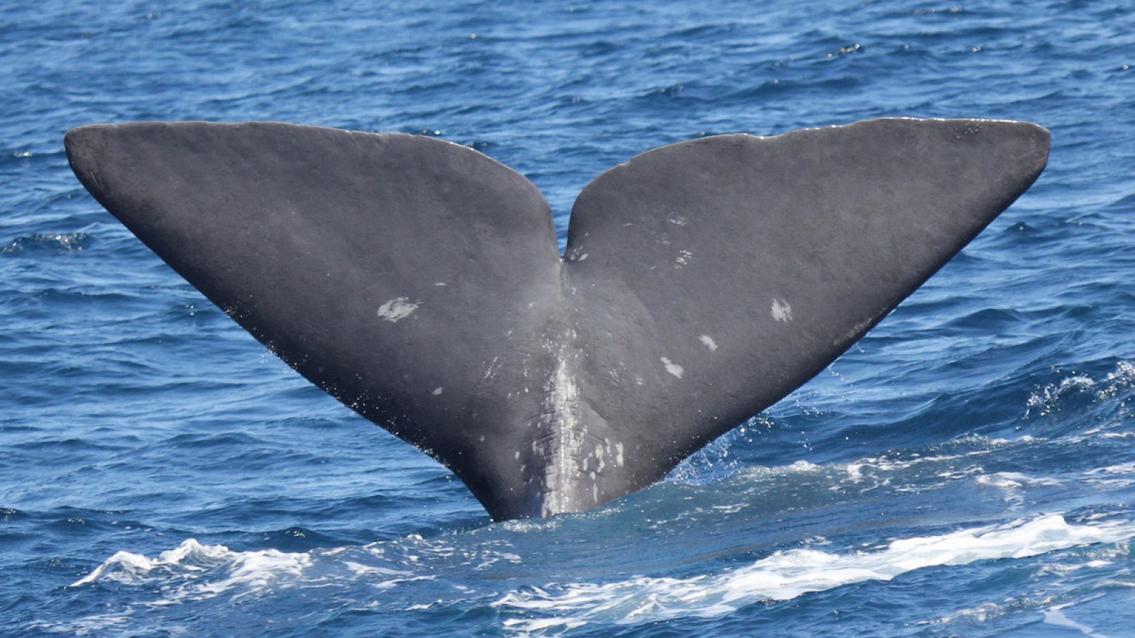 Los cachalotes, al igual que otras especies de cetáceos, se reconocen mediante la técnica de la identificación fotográfica.