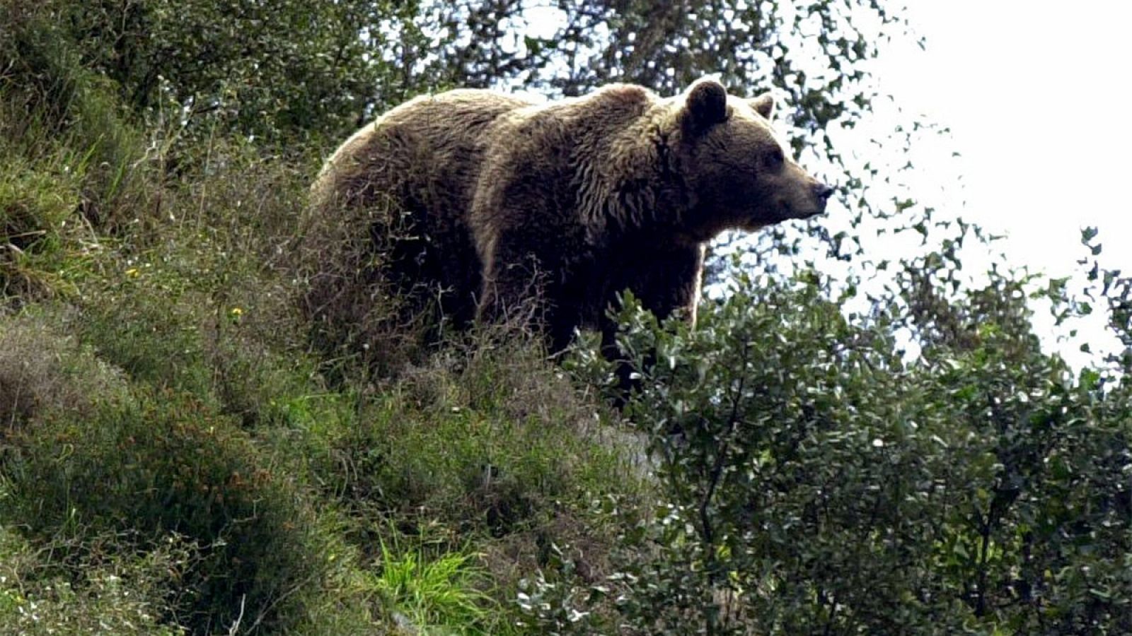 Imagen de una hembra de oso en el municipio asturiano de Proaza.