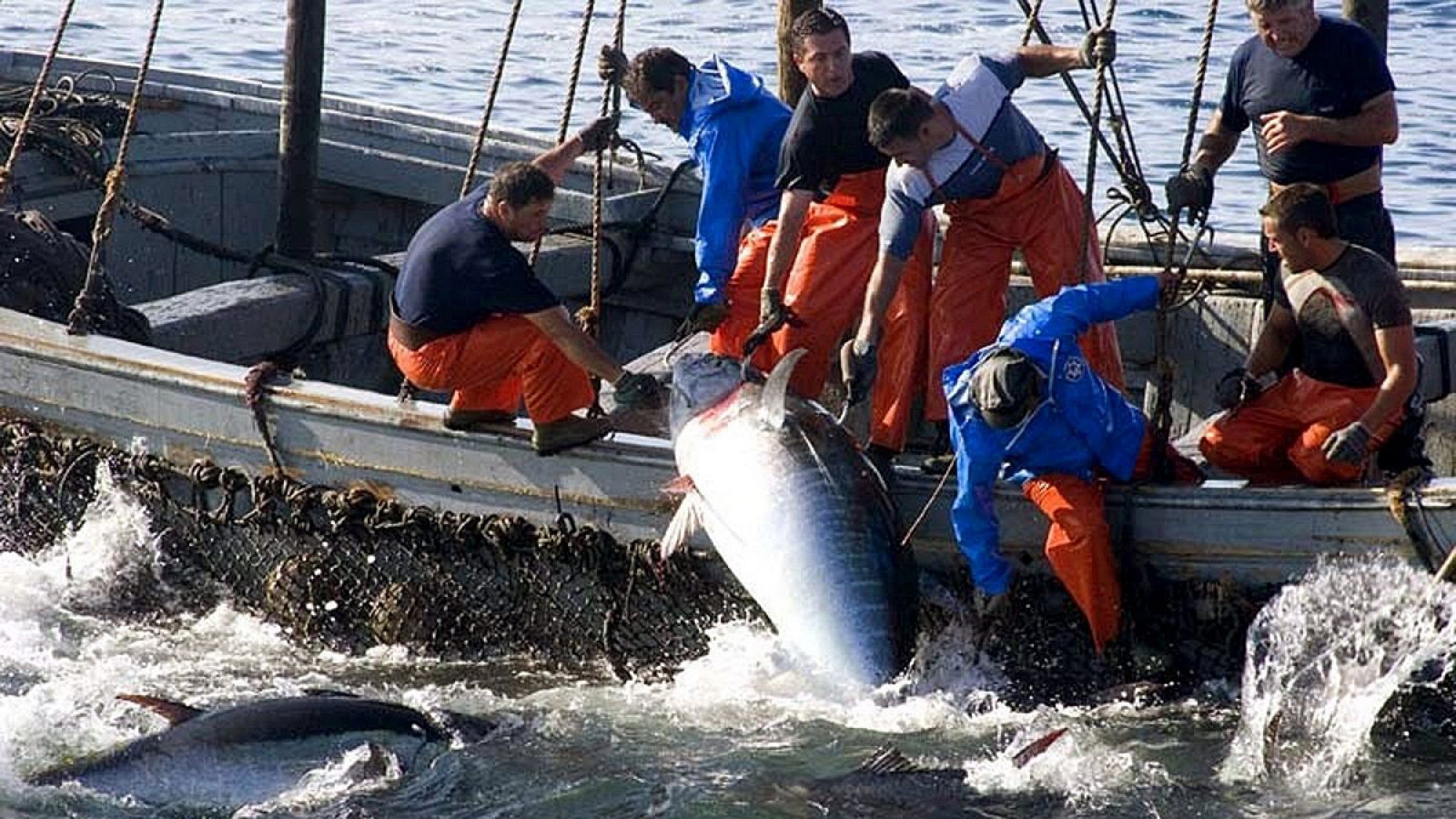 Pesca de atún mediante el procedimiento milenario de la almadraba, en aguas de Cádiz.