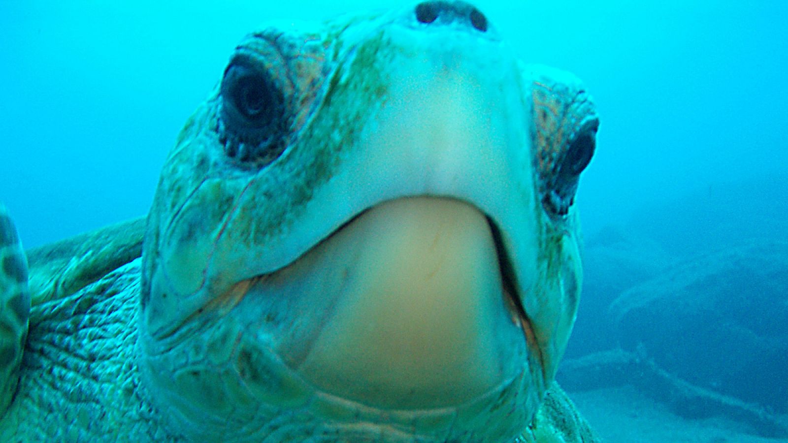 El estudio ha hecho un seguimiento a lo largo de 13 años a 24 ejemplares juveniles de tortugas Caretta caretta.
