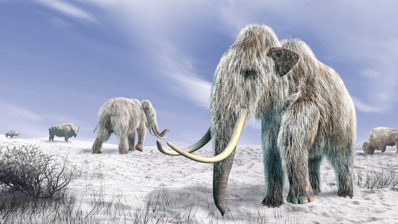 La población de mamuts de la isla de Sant Paul vivió hasta hace aproximadamente 5.600 años.