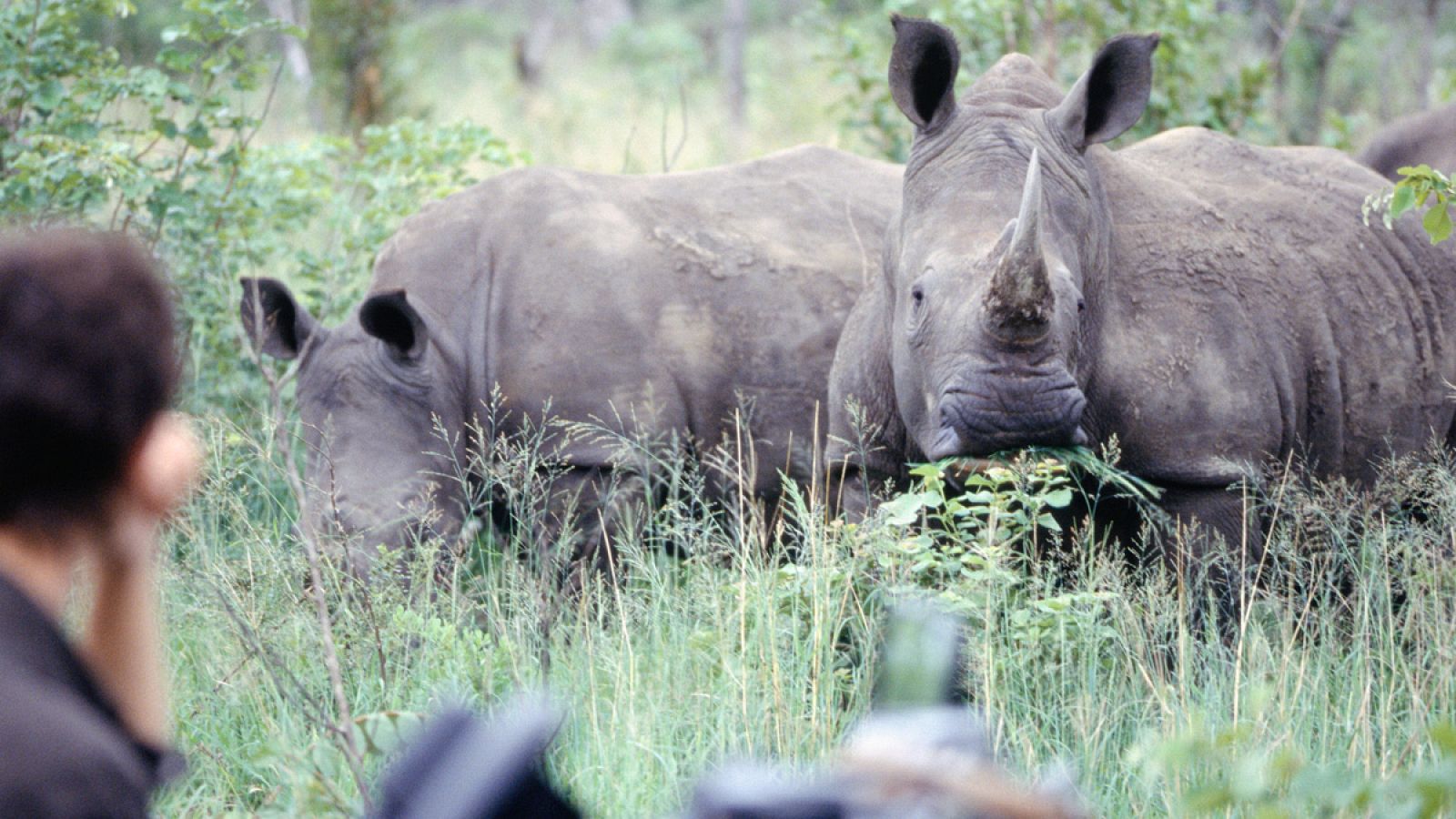 Un grupo de turistas observa una pareja de rinocerontes