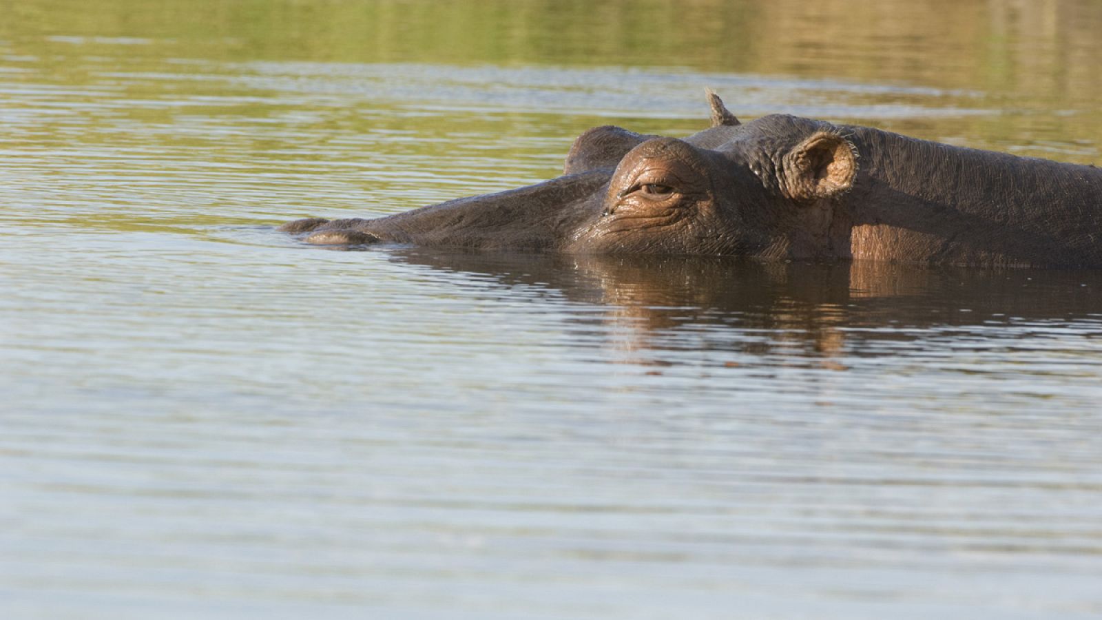 El origen de los hipopótamos se da en África, pero hace unos 6 millones de años hubo una migración de estos hacia Europa y el sur de Asia