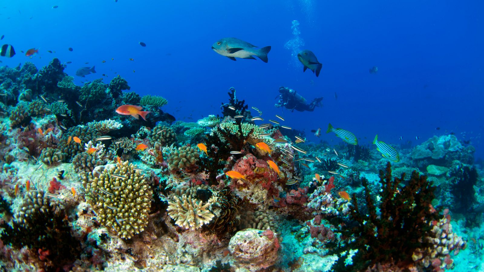 En algunos lugares específicos de los arrecifes de Maldivas, el blanqueo de corales afecta al 90%.