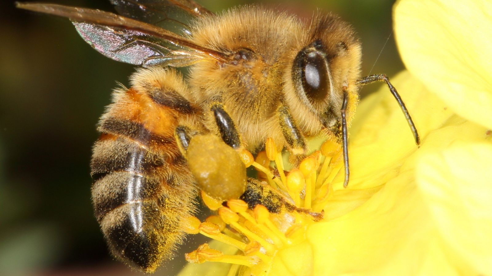 La investigación se ha centrado en abejas salvajes que buscan su alimento en cultivos de colza.
