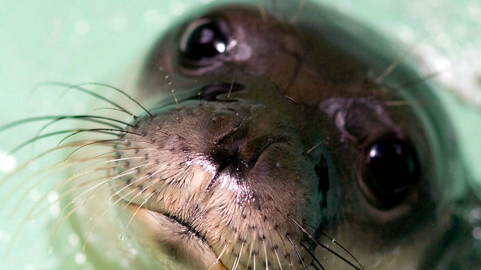 La foca monje del Mediterráneo (Monachus monachus) prácticamente ha desaparecido de las costas españolas.