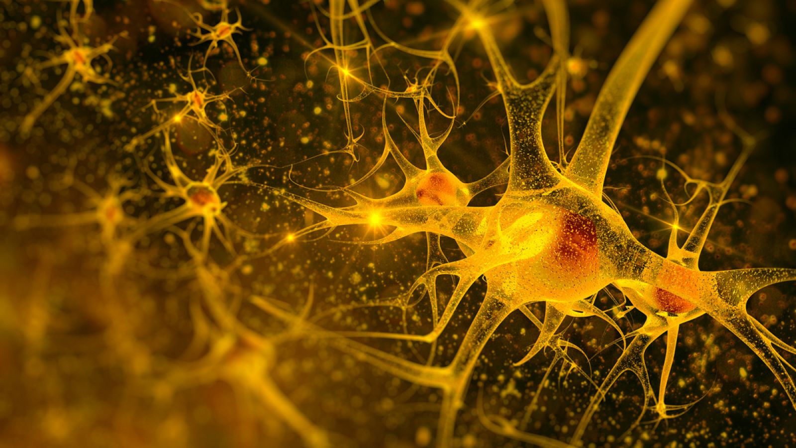 La neurogénesis es posible gracias al bloqueo de la enzima PDE7