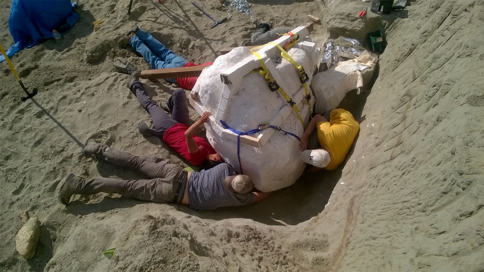 Los paleontólogos han hallado los restos en la formación Hell Creek, en el norte de Montana.
