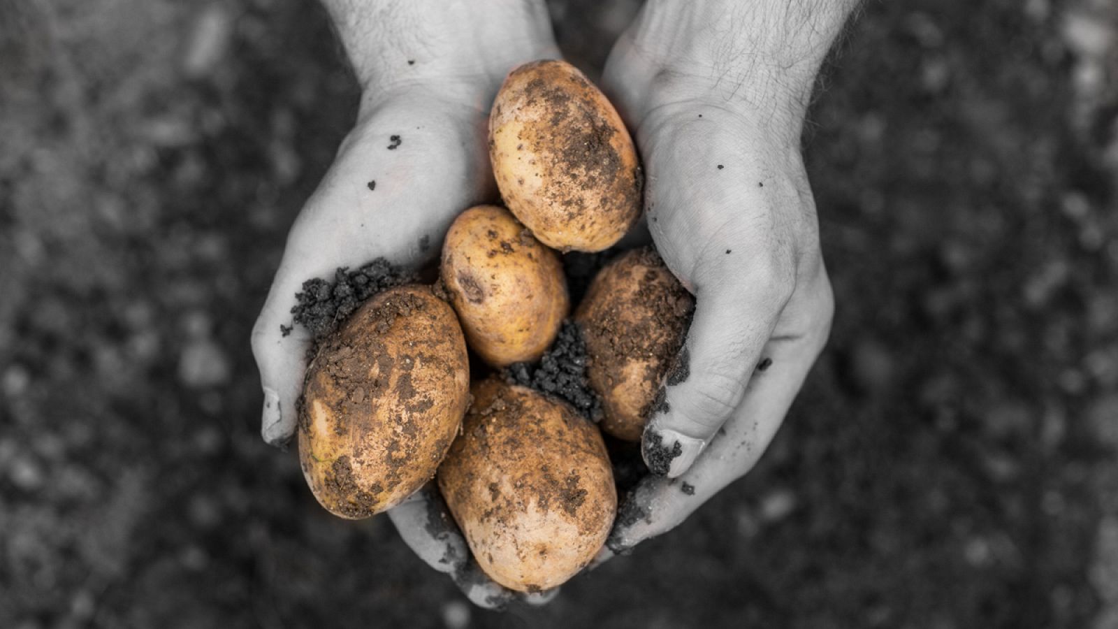 La patata es el tercer cultivo más consumido en el mundo.