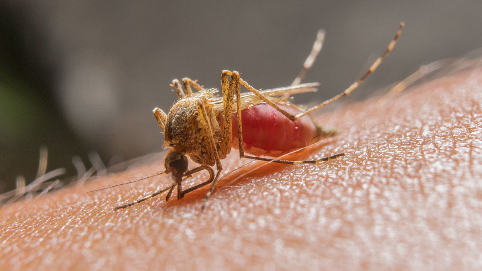 Mosquito transmisor del virus del Zika