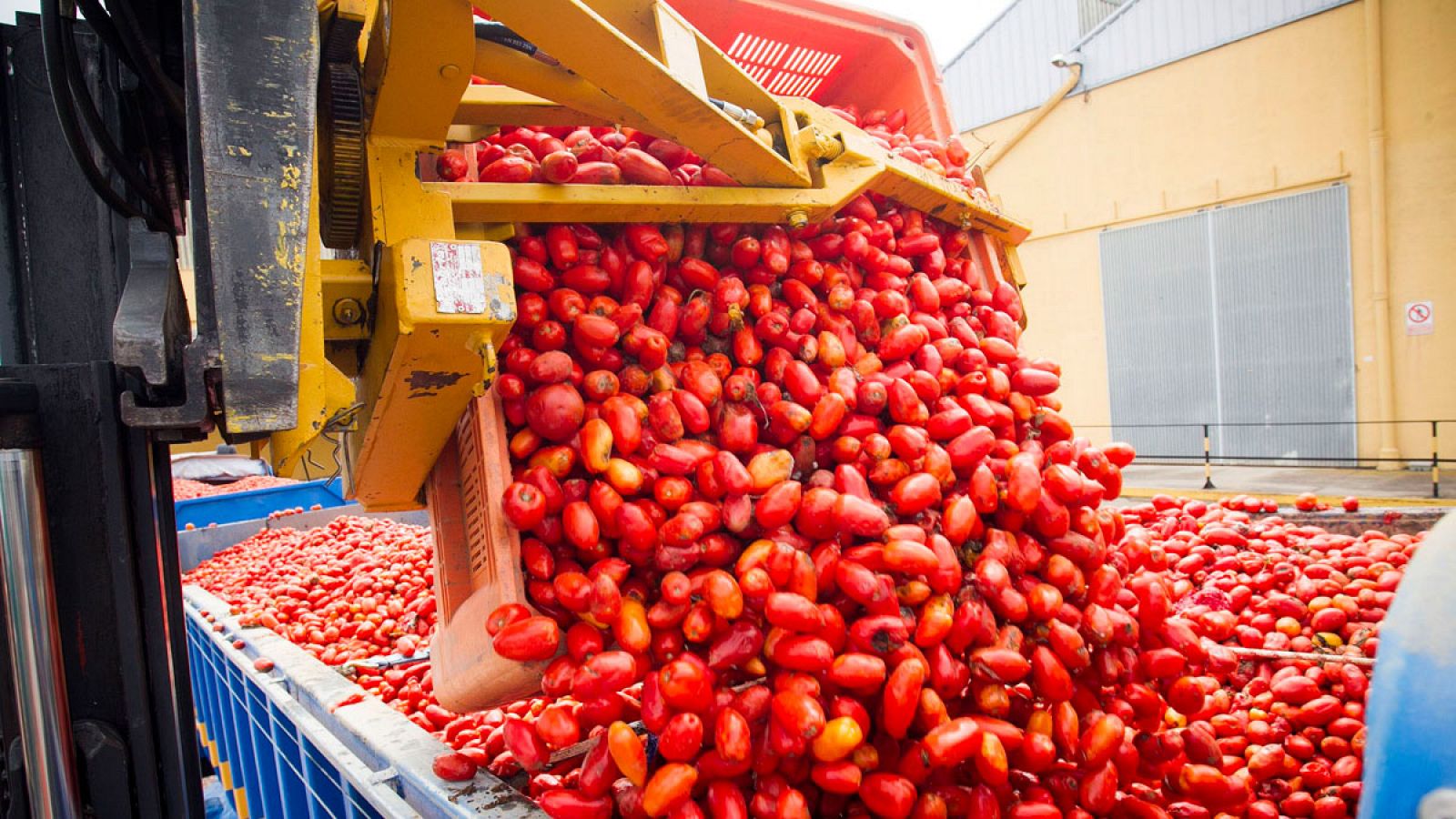 La empresa Citrimed de La Llosa carga tomates en un camión
