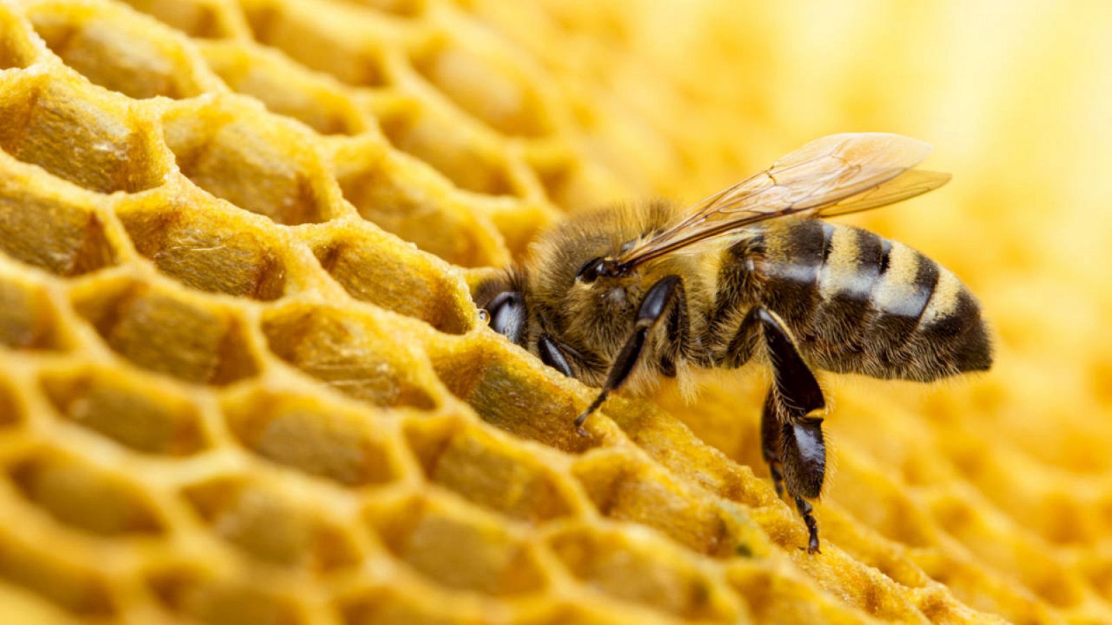 Especialista negocio barajar Un estudio con rayos X revela los secretos de las abejas | RTVE
