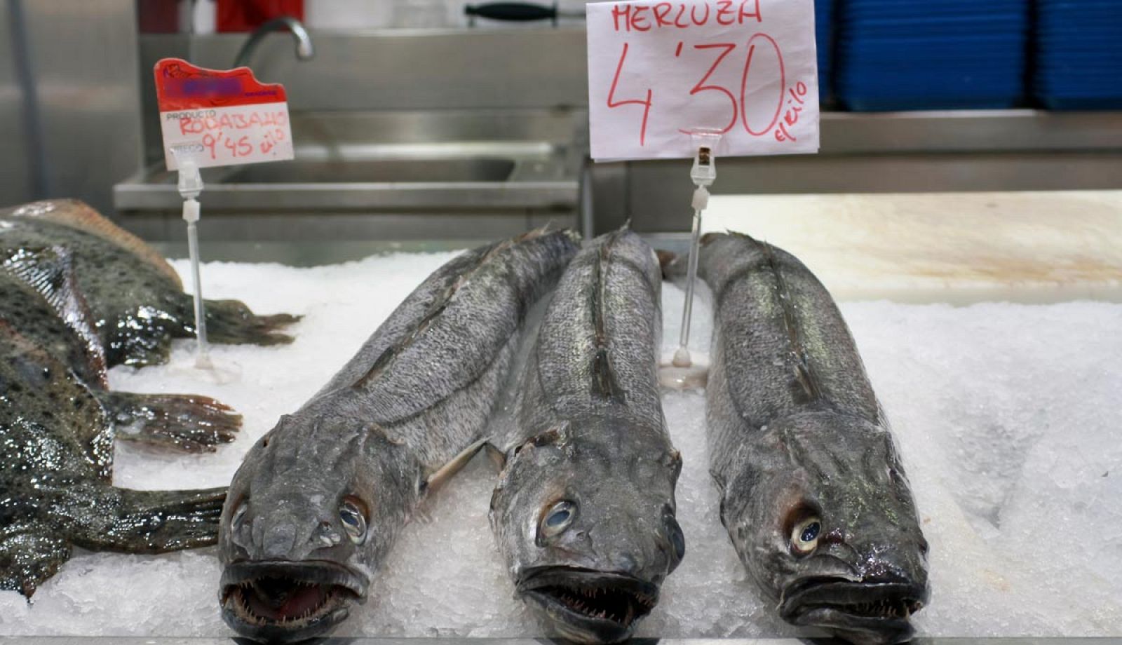 Los trabajos científicos se han centrado en peces de fondo de alto interés comercial, como las merluzas.