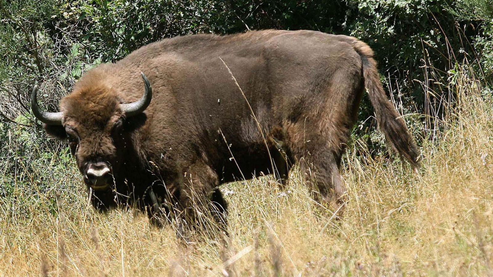 Imagen de archivo de un bisonte europeo.