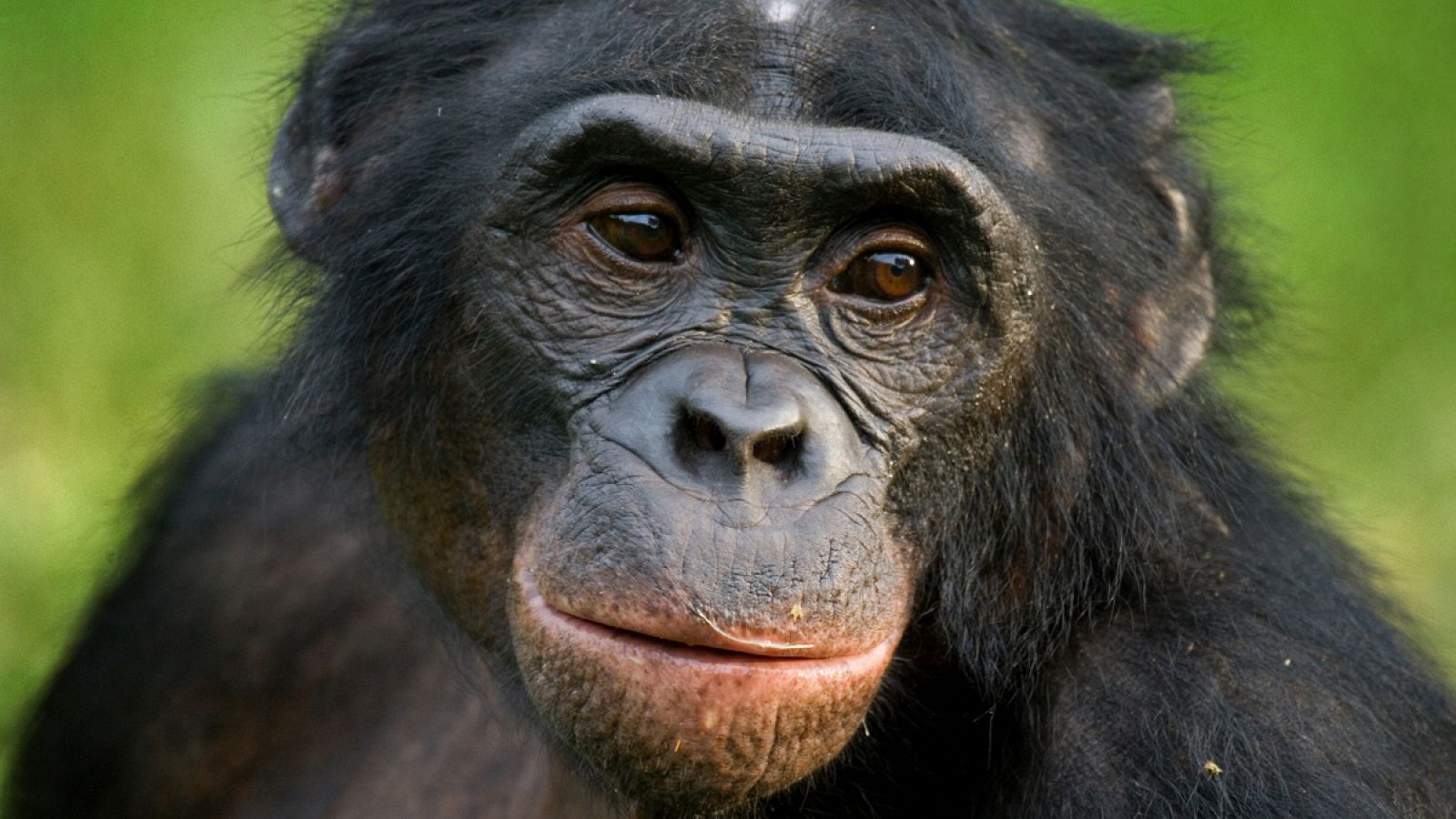 Fotografía de un bonobo en el Parque Nacional de la República Democrática del Congo