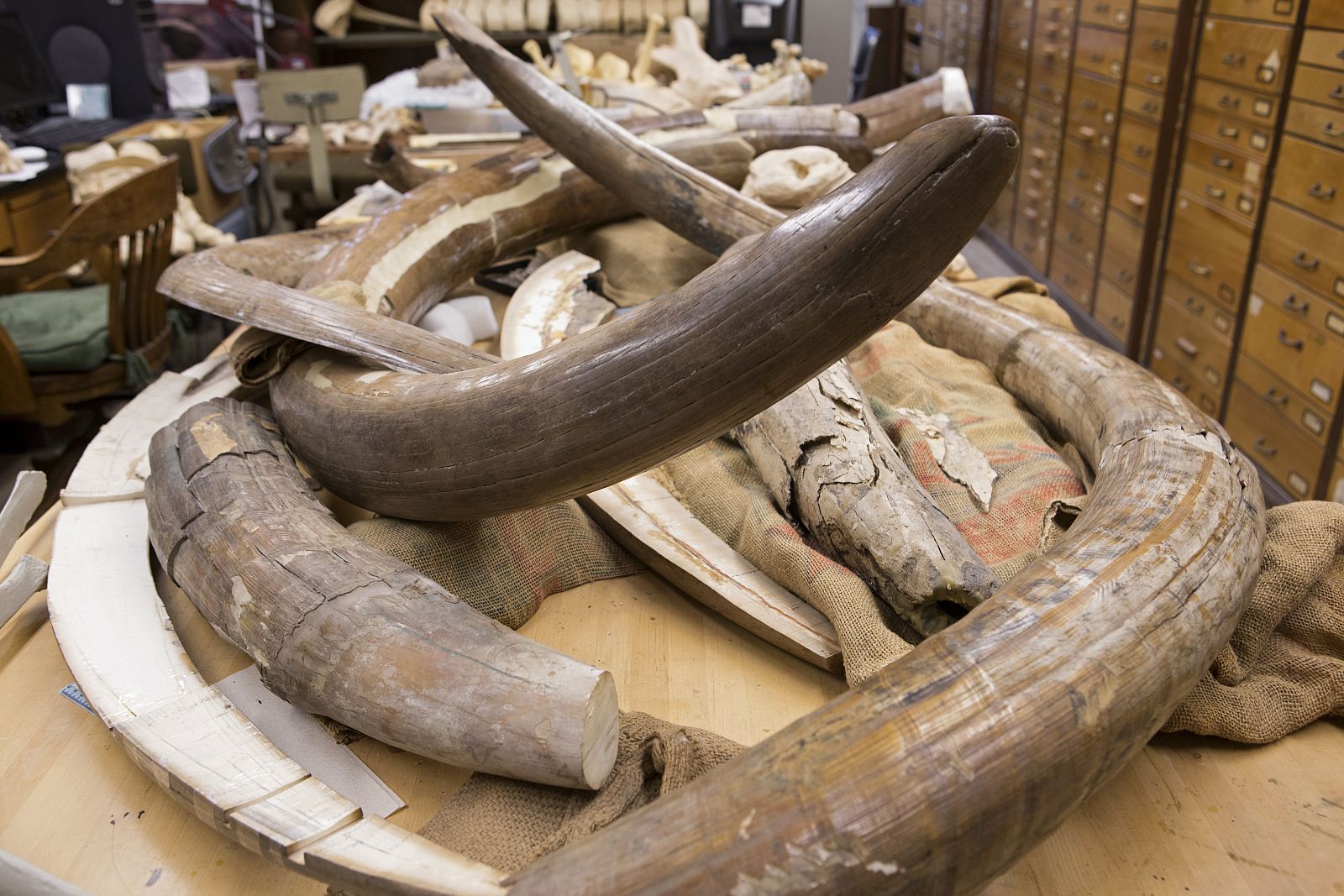 ann arbor mammut und mastodontenstosszaehne labor von palaeontolge prof daniel fisher university of michigan