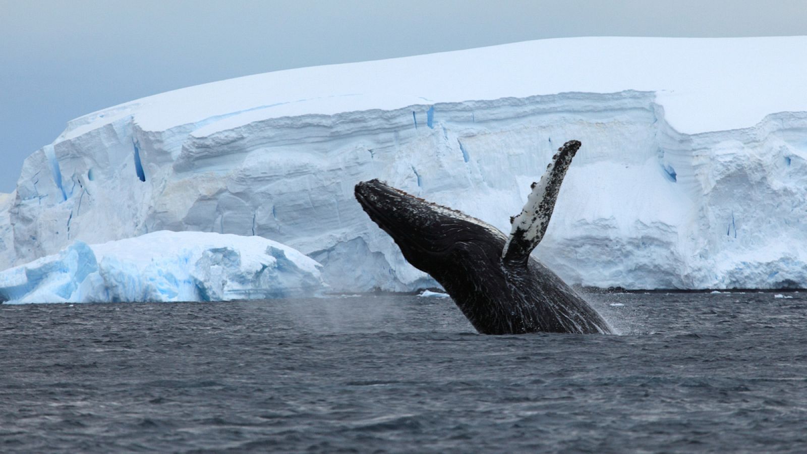 Las aguas antárticas albergan una de las mayores biodiversidades del planeta.