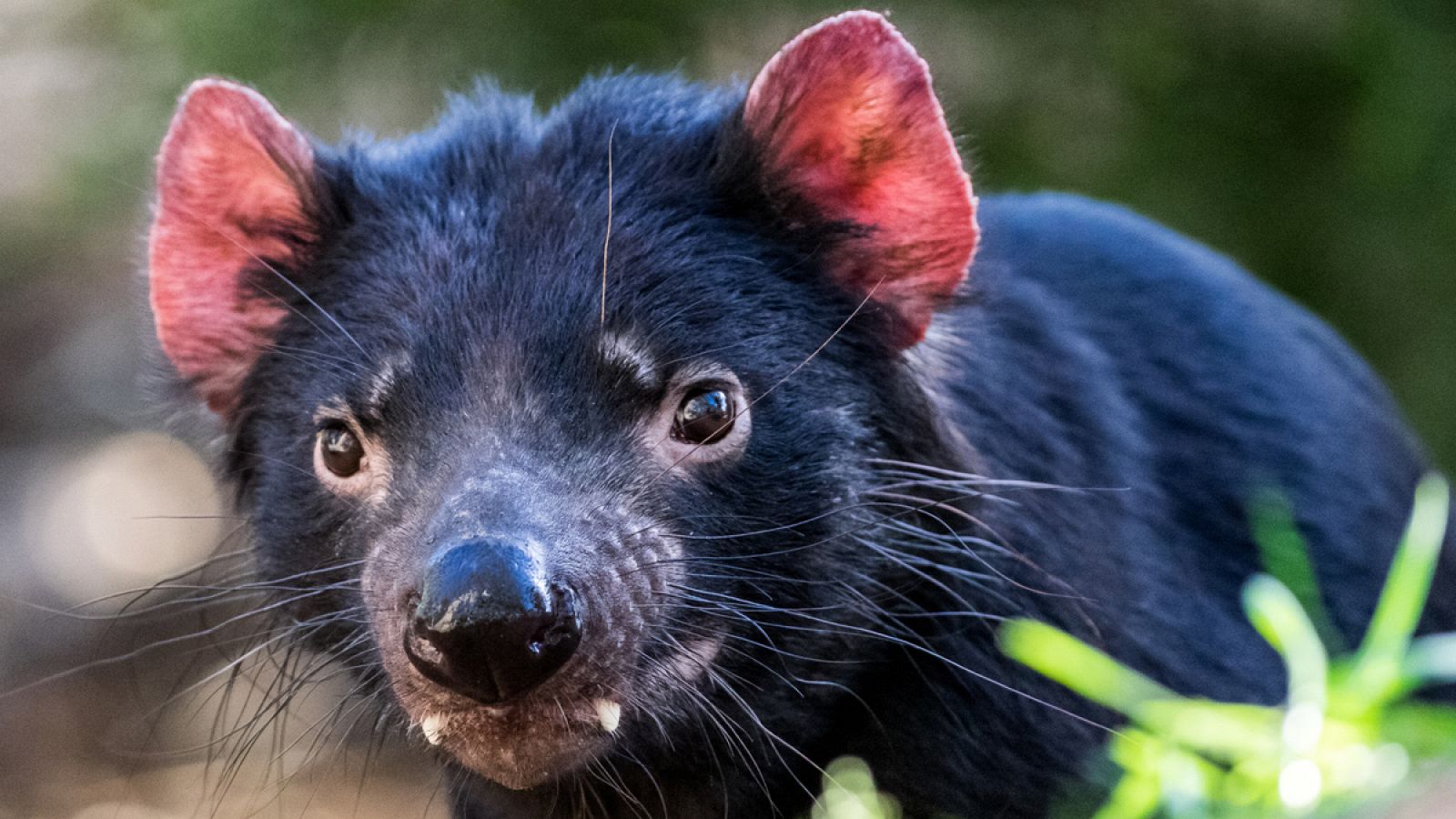 Las crías de demonio de Tasmania consiguen resistir a la gran cantidad de bacterias que residen en el marsupio de su madre.