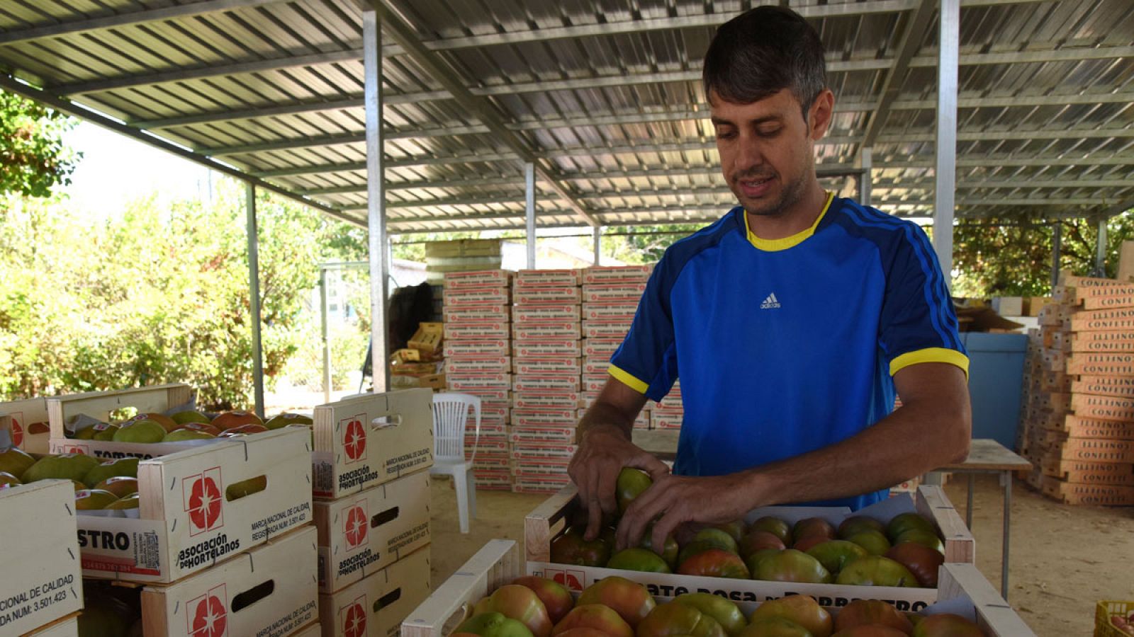 Un operario clasifica el tomate rosa tras su recogida en una finca de Barbastro