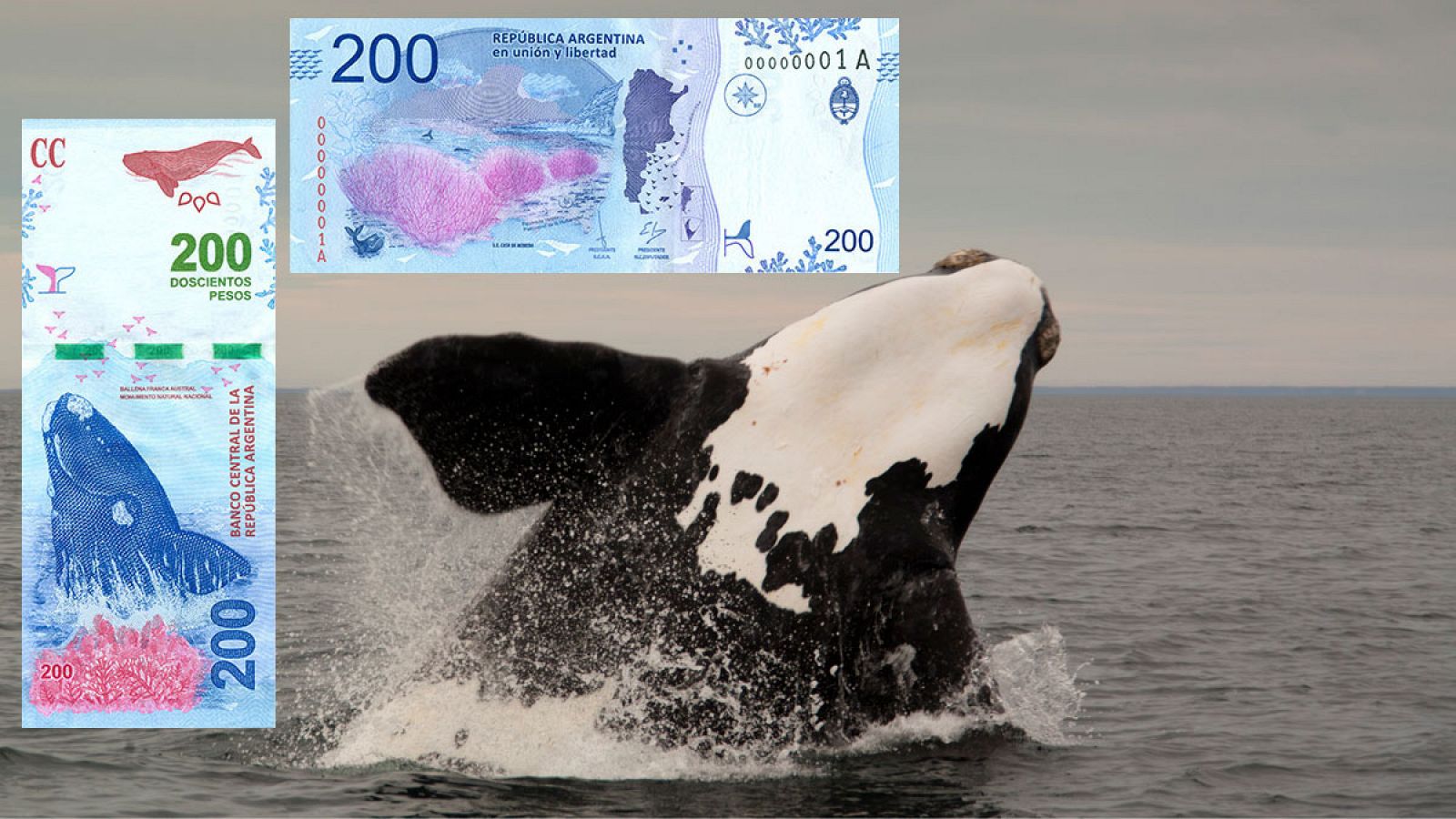 El nuevo billete de 200 pesos impresionado sobre una imagen de una ballena en la Península Valdés, Argentina