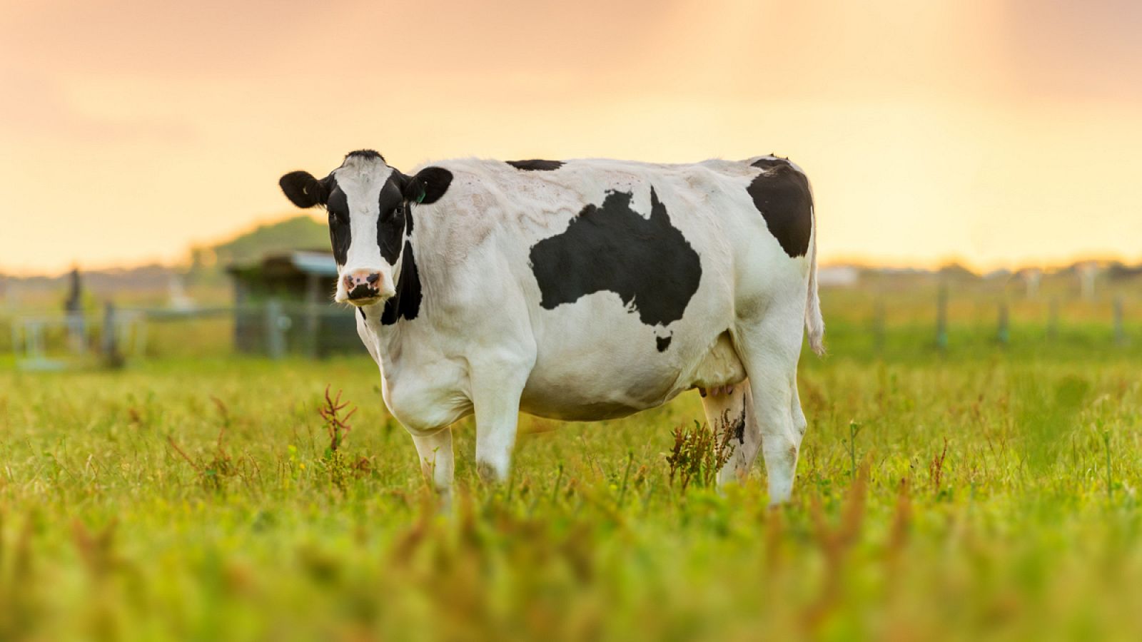 Una vaca pastando en un campo de Australia