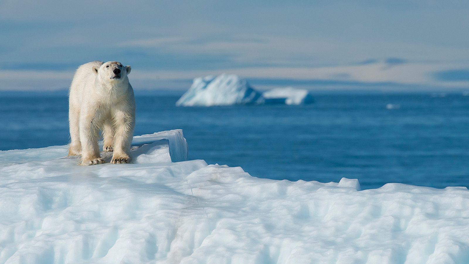 Un oso polar sobre el hielo ártico