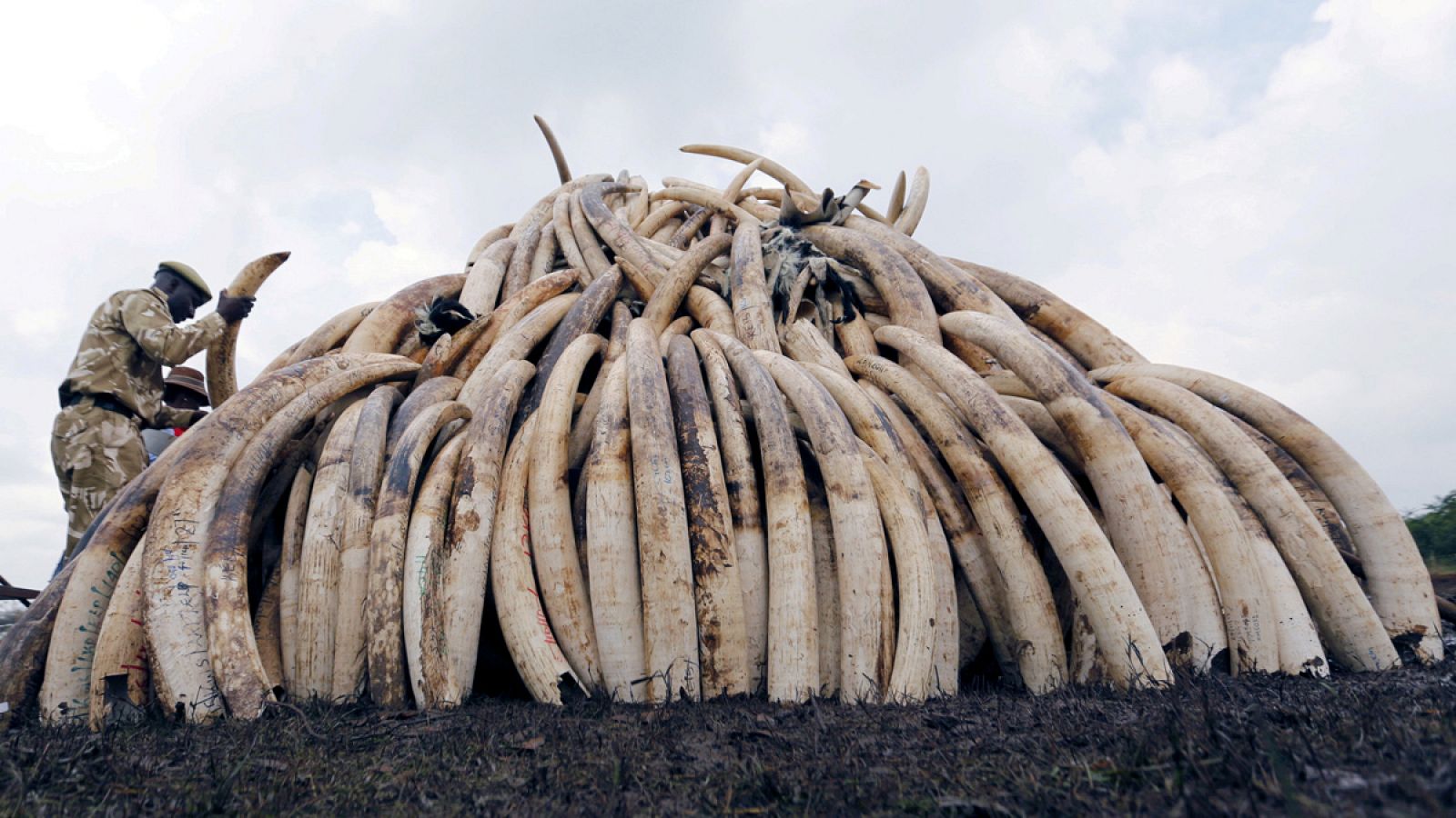 Colmillos de marfil que han sido confiscados en Kenia, apilados antes de ser quemados.