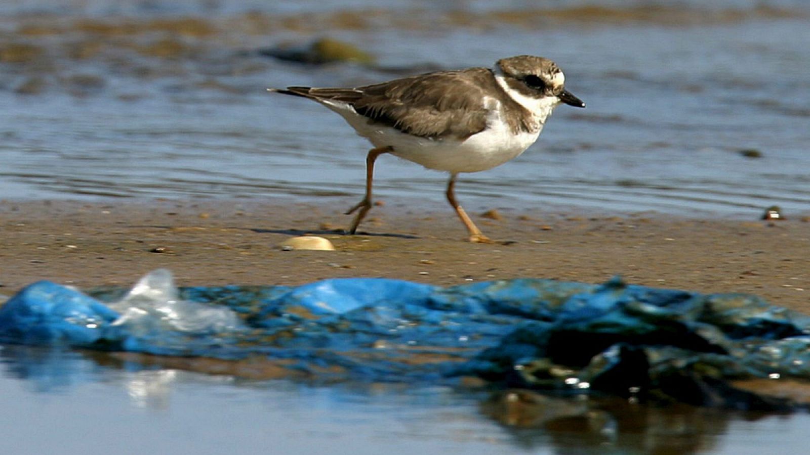 Muchas aves confunden los plásticos que llegan al océano con comida real.