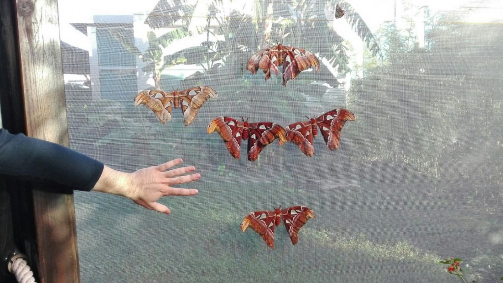 Ejemplares de 'Attacus atlas', la mariposa más grande del mundo