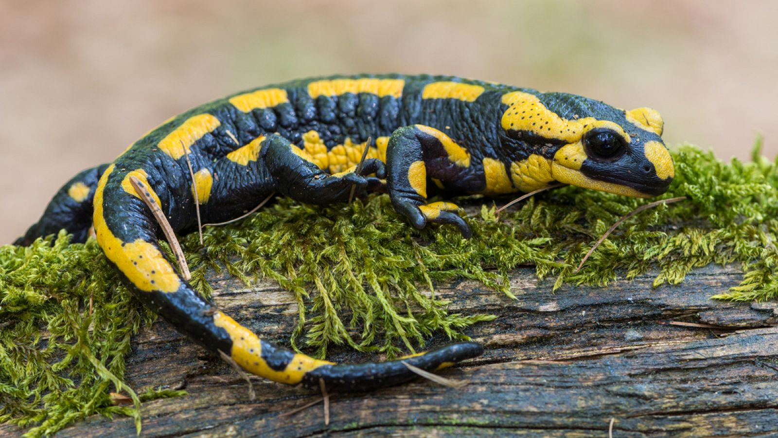Una salamandra común europea