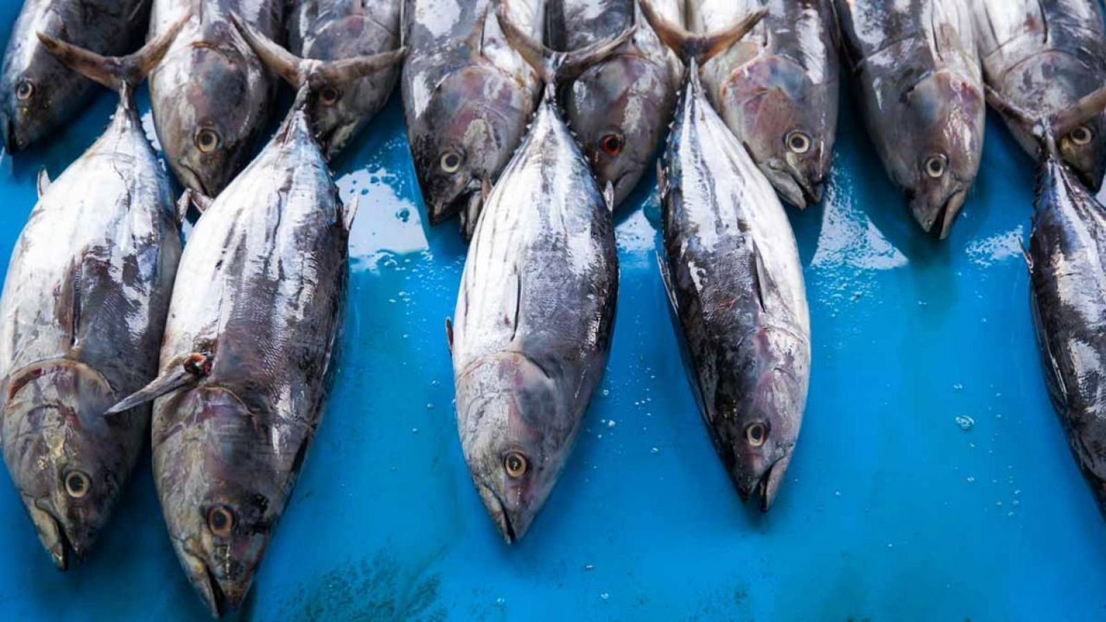 Organizaciones ecologistas como WWFconsideran "urgente" emprender medidas que aseguren la sostenibilidad del atún.