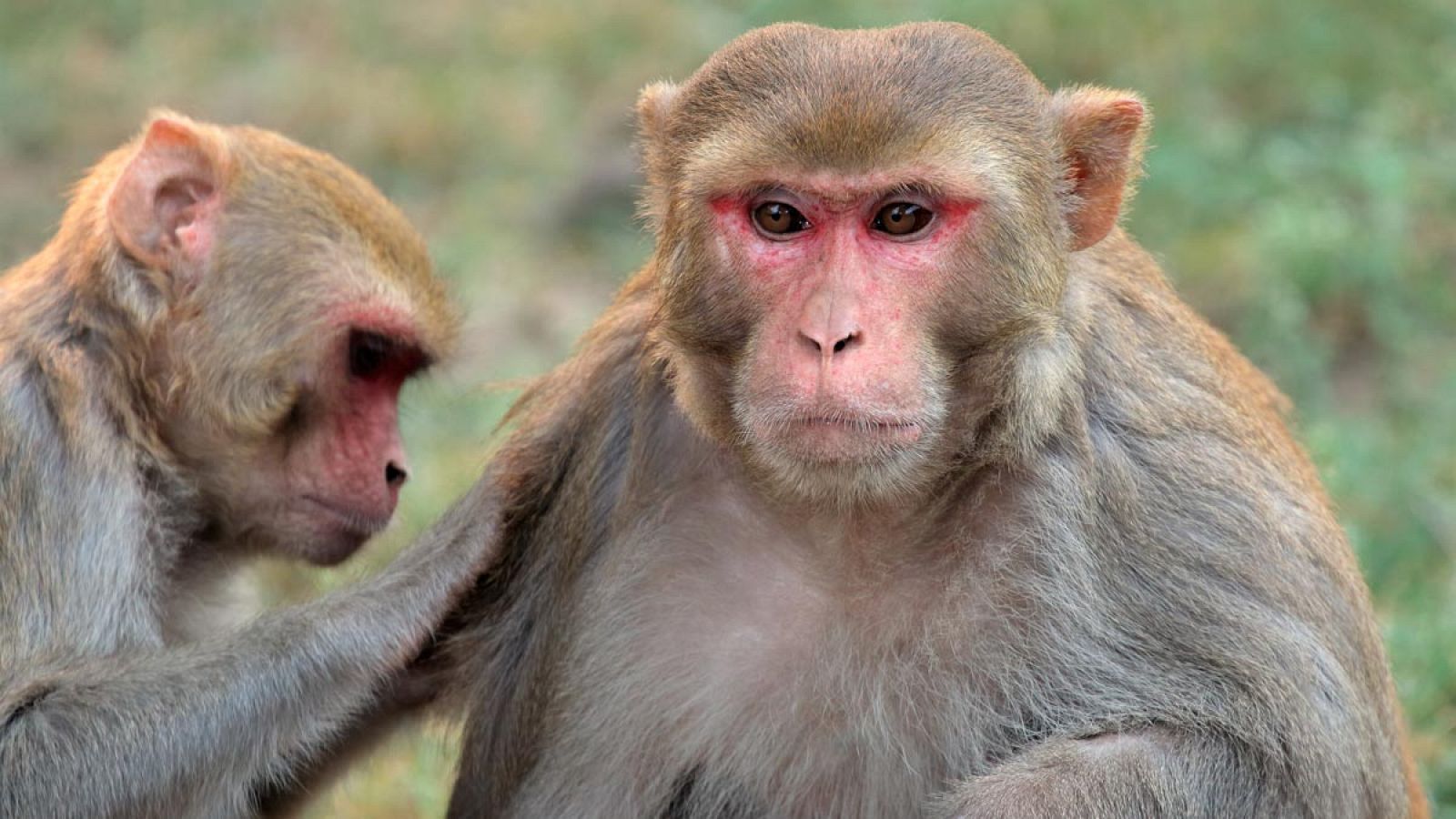 Dos ejemplares de macacos Rhesus