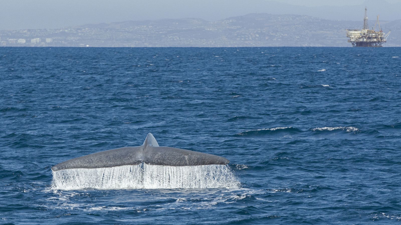 Una ballena azul cerca de una plataforma.