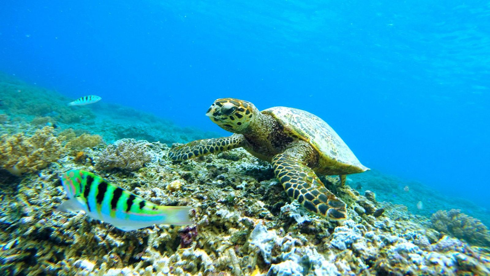 Una tortuga marina