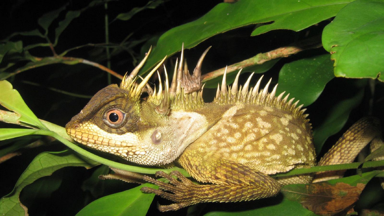 Acanthosaura phuketensis, lagartija encontrada en una de las pocas zonas boscosas que quedan en la popular isla tailandesa de Phuket.