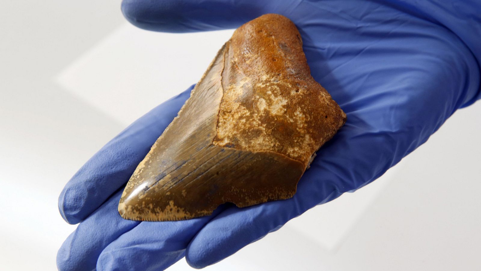Un empleado del Museo Canario muestra un fósil de un diente de megalodón recuperado en Gran Canaria.