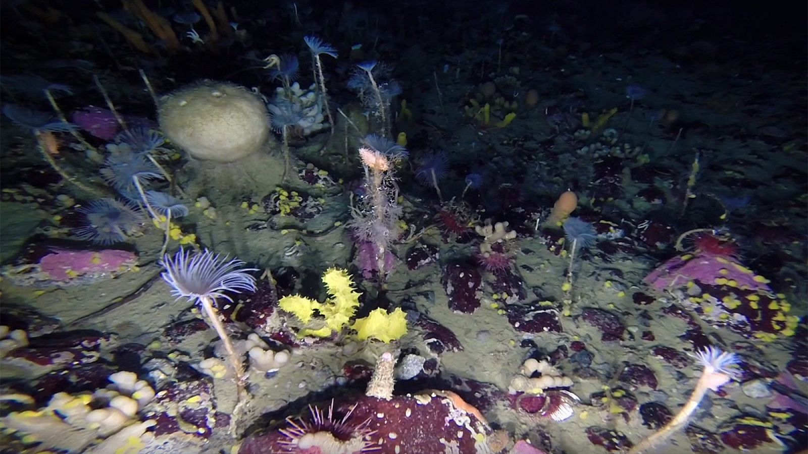 Fotograma del video que muestra la rica biodiversidad submarina de la Antártida.