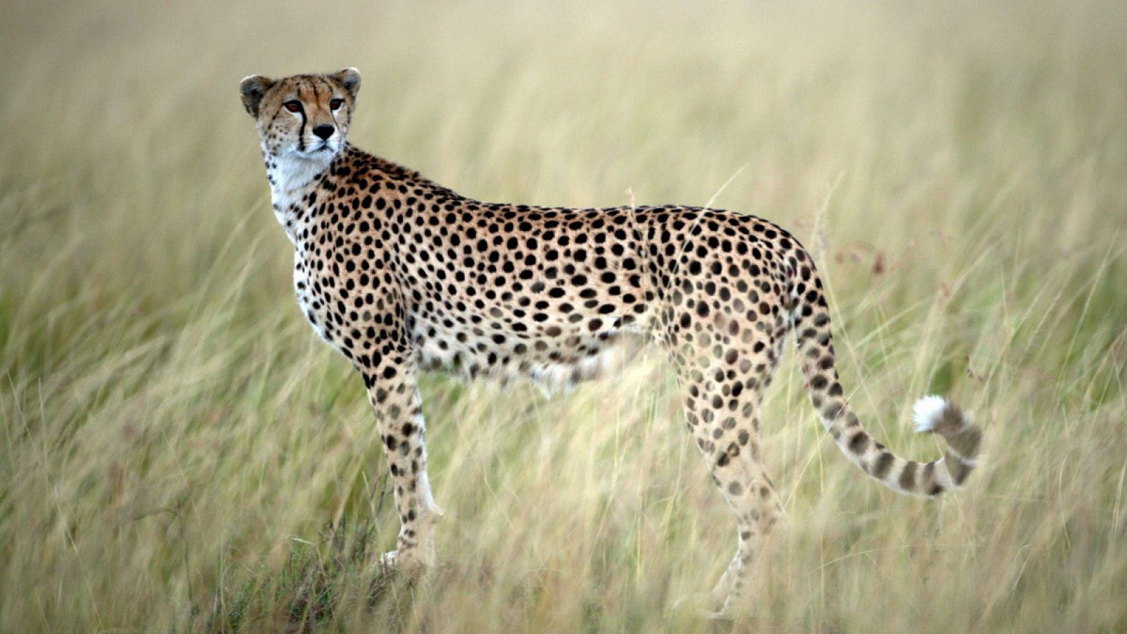 El guepardo es el animal terrestre más rápido del mundo.