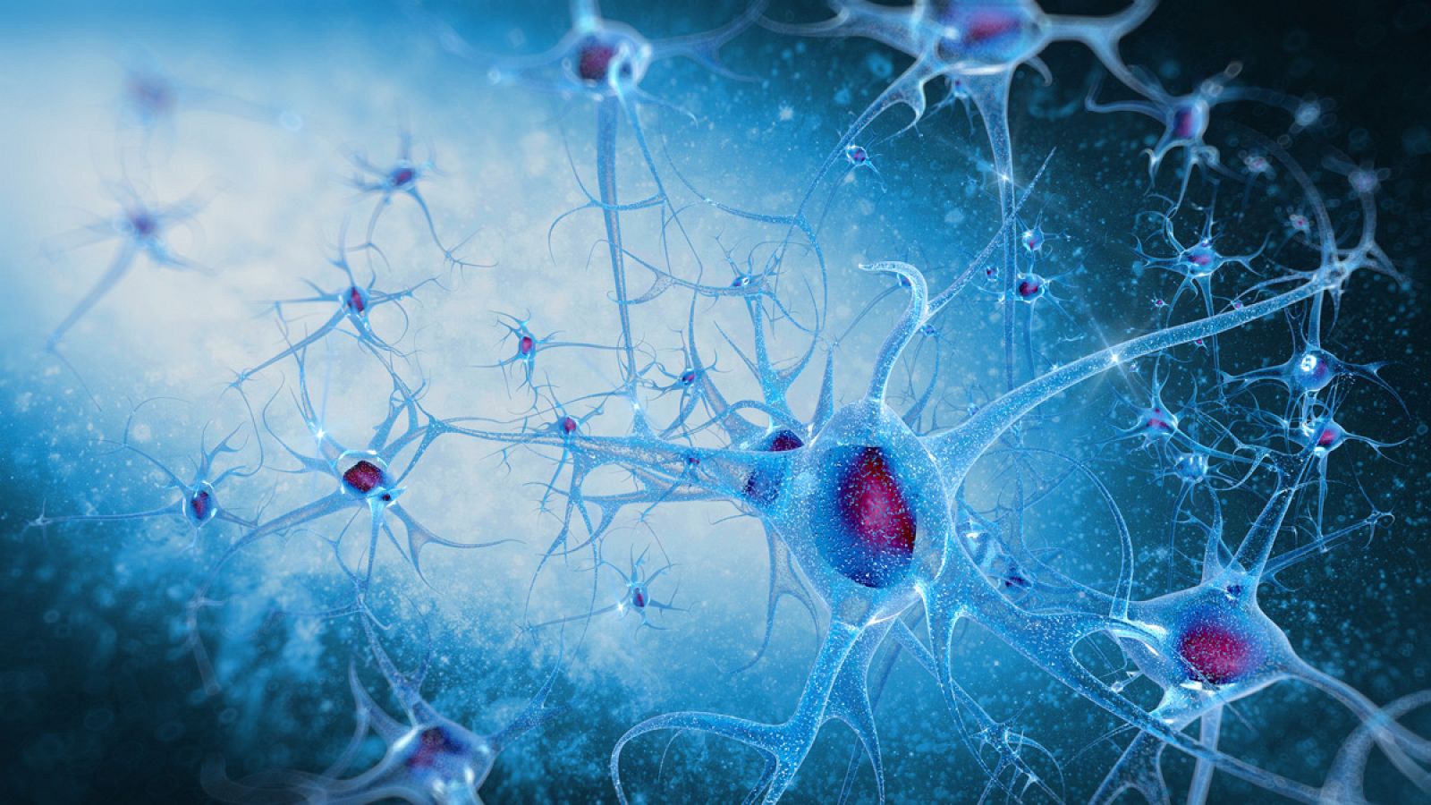 Neuronas en el cerebro