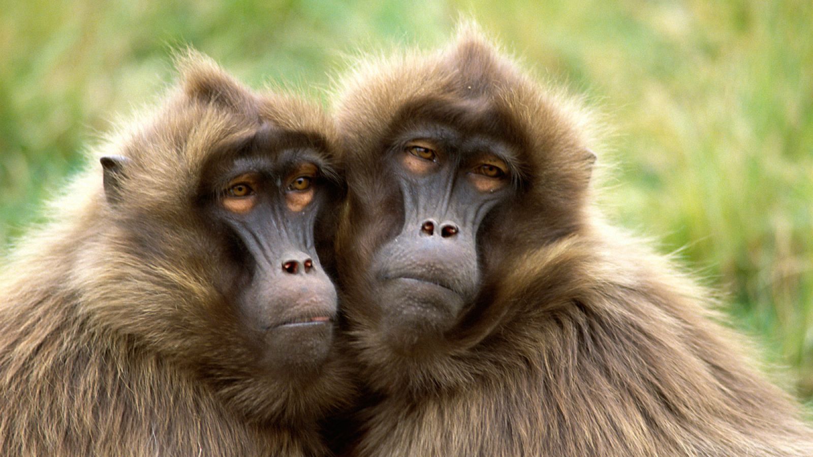 Aunque es más larga, la lengua de los babuinos tiene los mismos músculos que la lengua humana.