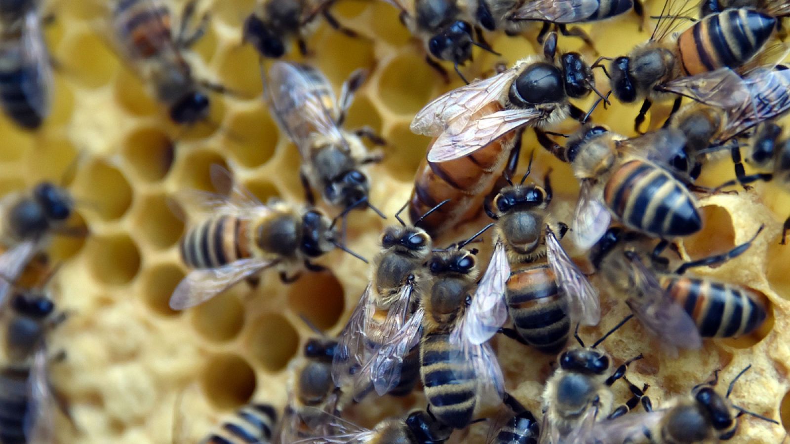 Greenpeace estima que "tres cuartas partes de los cultivos del mercado global dependen de las abejas en cierta medida".