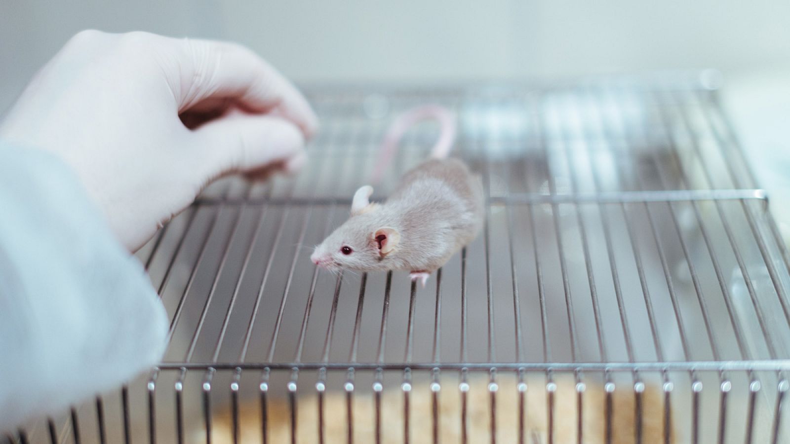 Investigadores de Yale han demostrado que los instintos de los ratones se pueden modificar.
