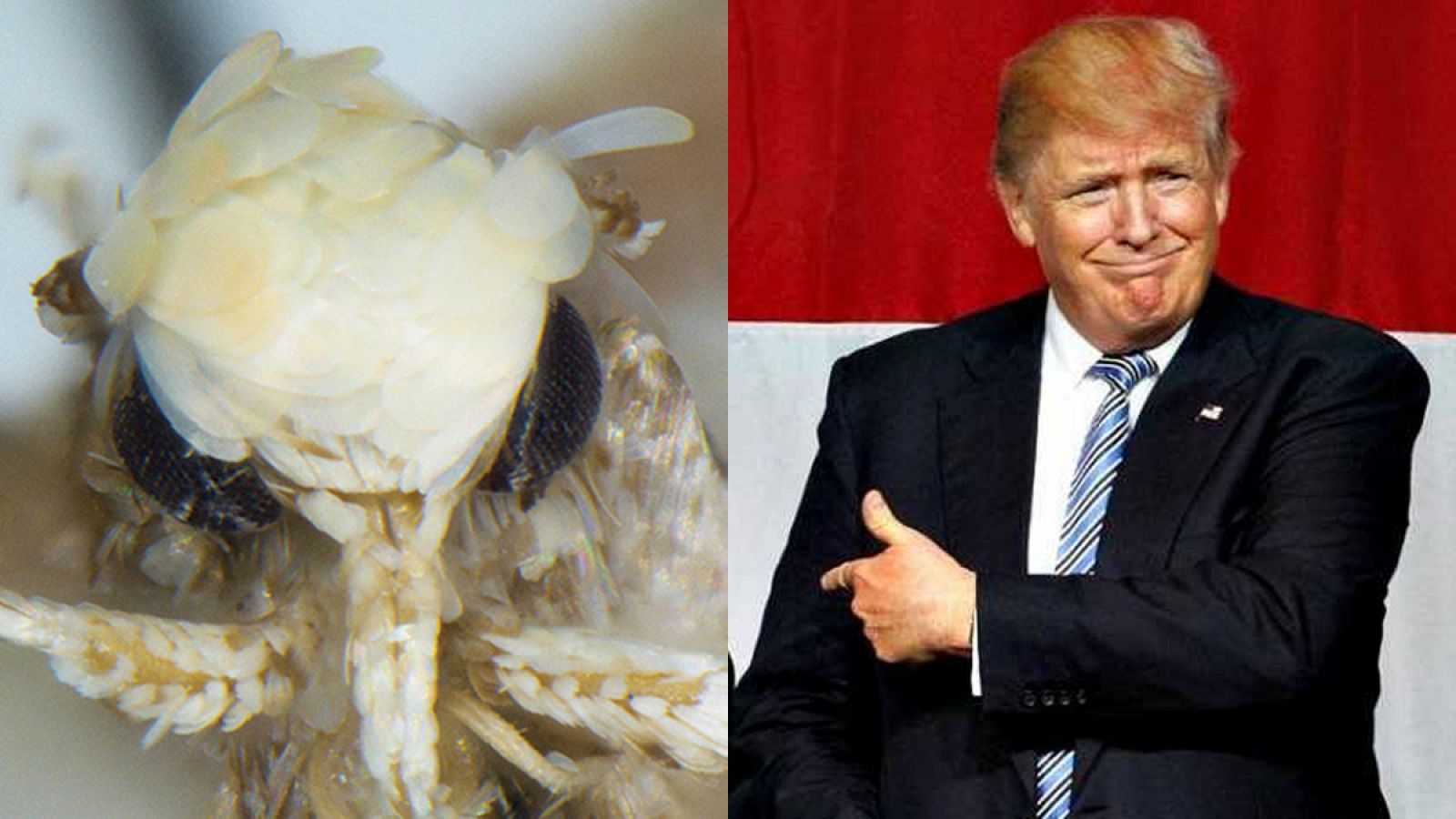 El nombre del insecto ha sido escogido por el parecido de las escamas amarillentas de su cabeza con el peinado del presidente electo de EE.UU.