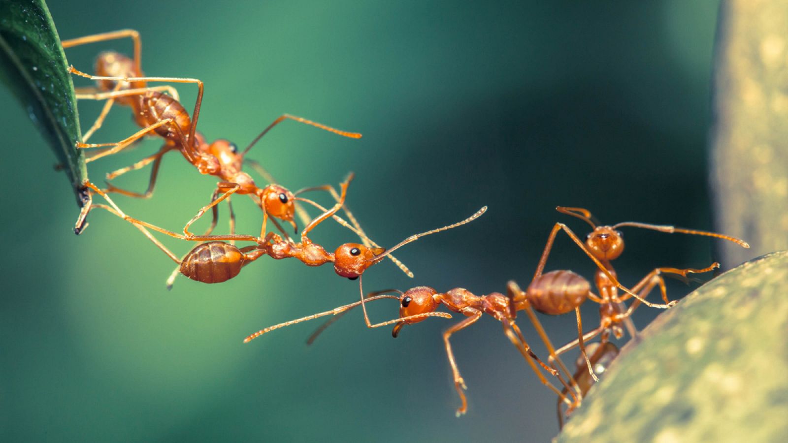 Un grupo de hormigas