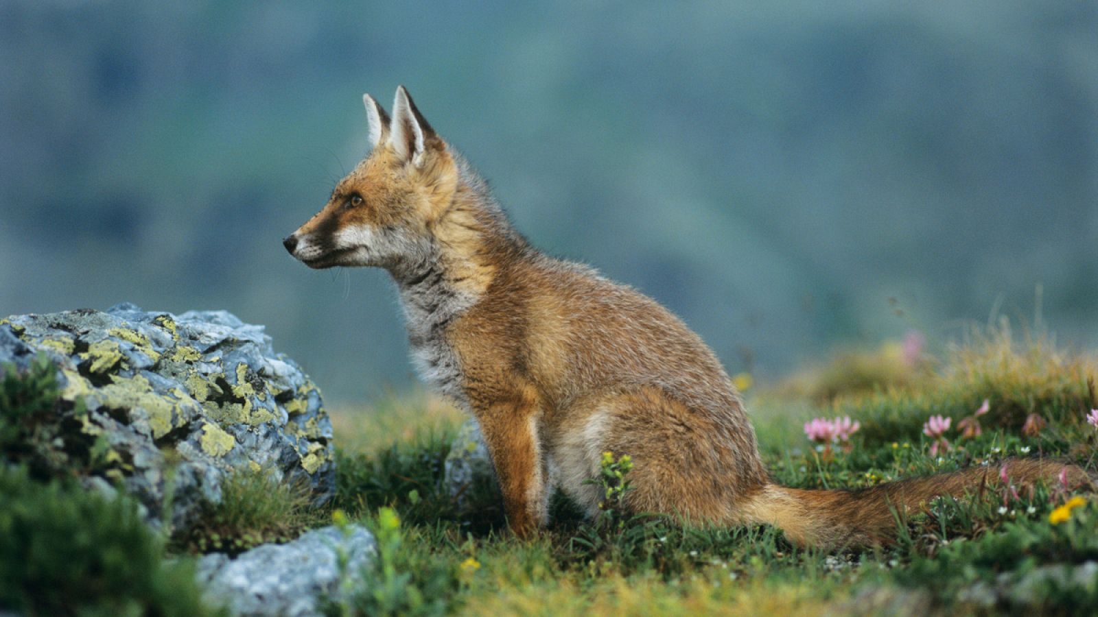 El estudio se ha realizado en una zona donde están ausentes los superpredadores, como el lobo o el lince.