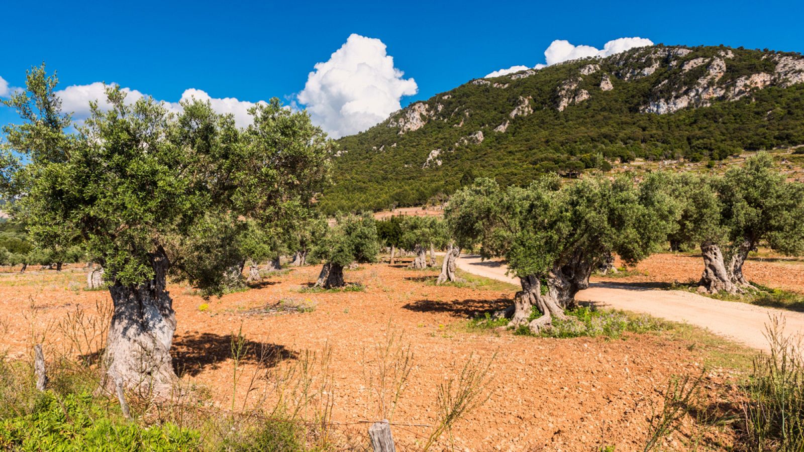 Olivos en la isla balear de Mallorca.